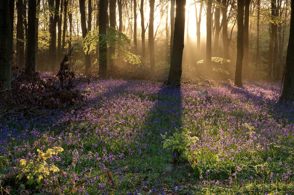 bluebell woodland 2