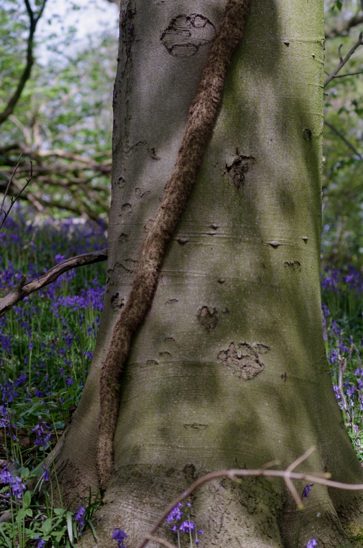 Cheshire Tree Snake