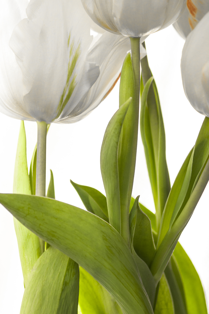 Colour-Flecked White Tulips
