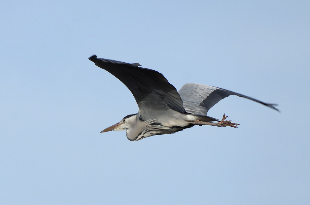 Heron over Norfolk Broad