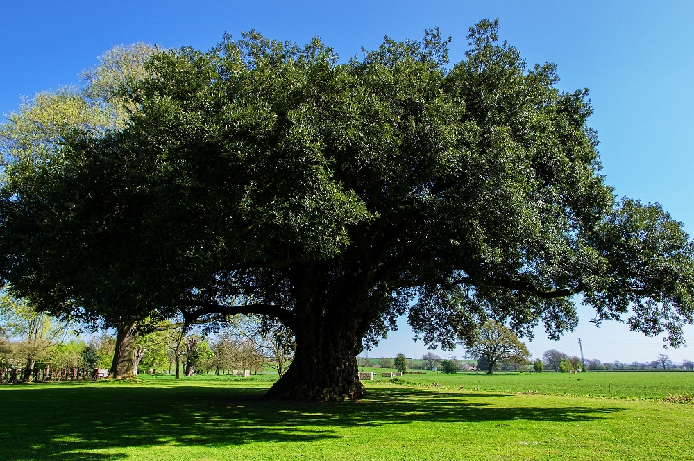 Holme Oak Tree