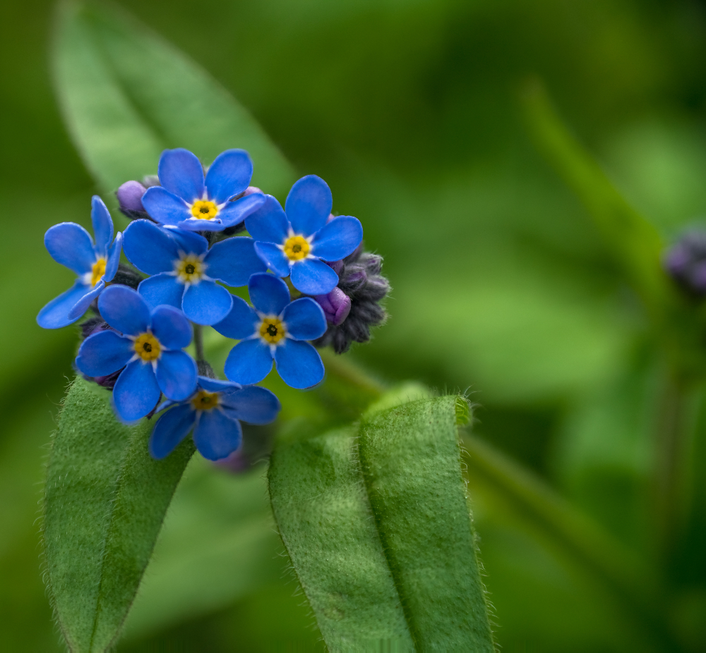 little blue Flowers