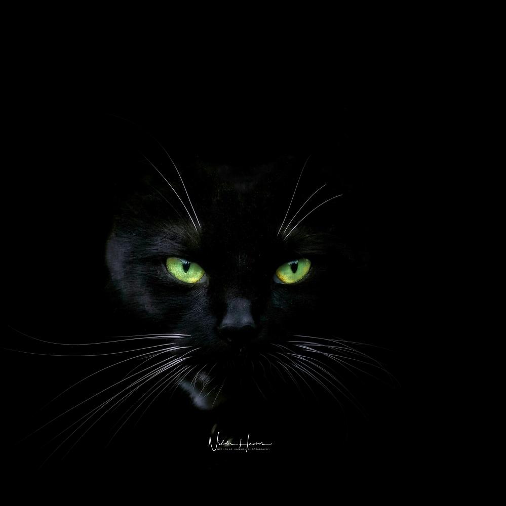 Looking for a black cat in a dark room &#128522;