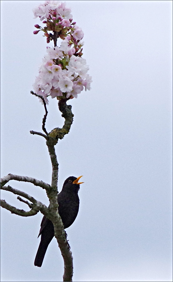 Singing in the cherry tree