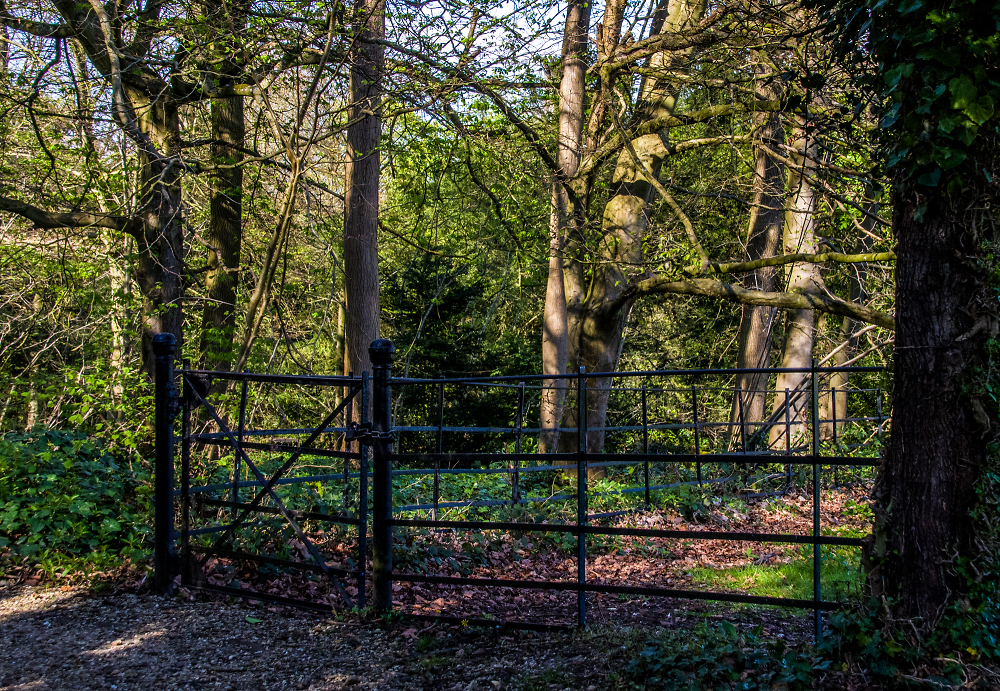 The gate in the woods