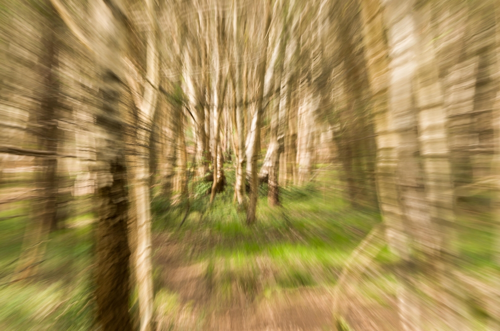 Woodland Abstract