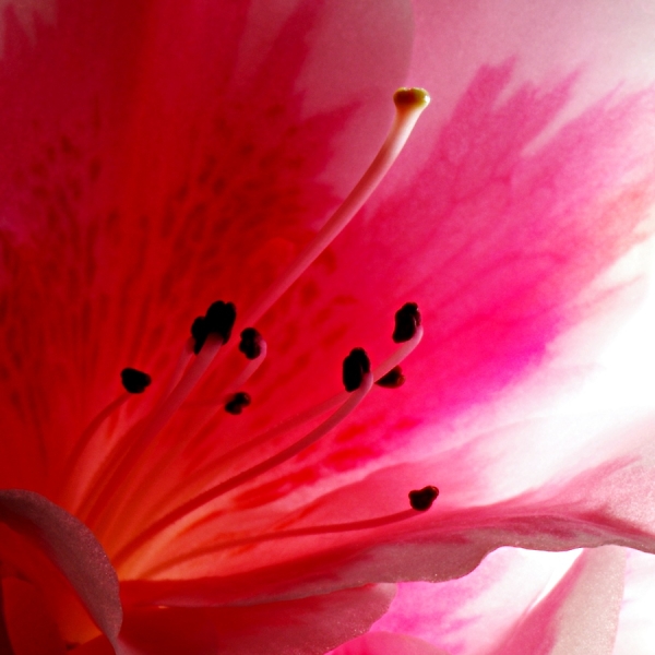 Azalea