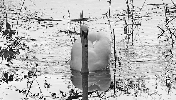 black and white swan