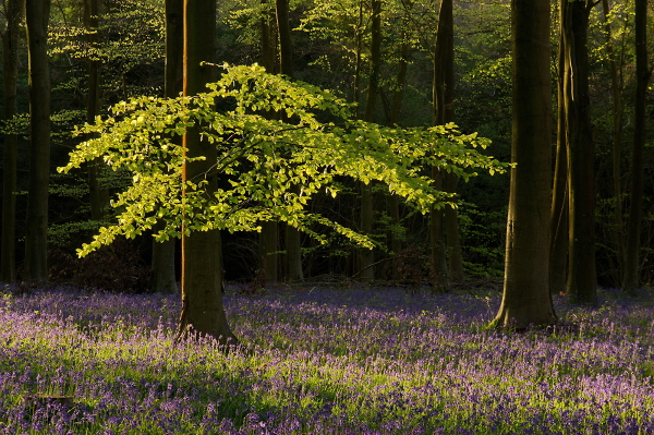 bluebell woodland