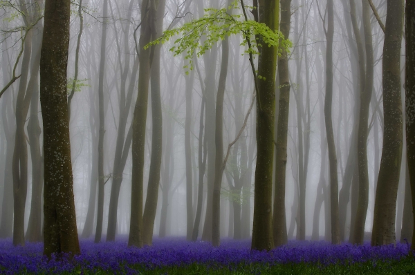 Bluebell Woods