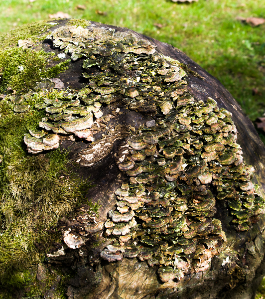 'Britain in Fungus' !