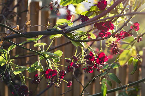 Evening sun
