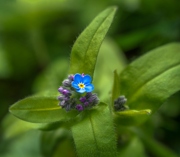 forget me not