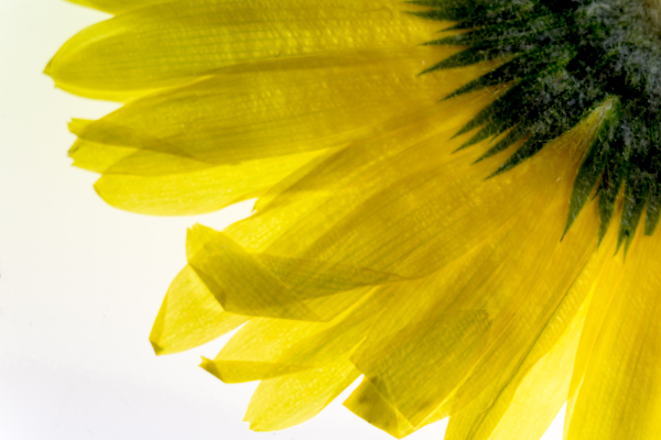 Microwave-Dried Gerbera Daisy