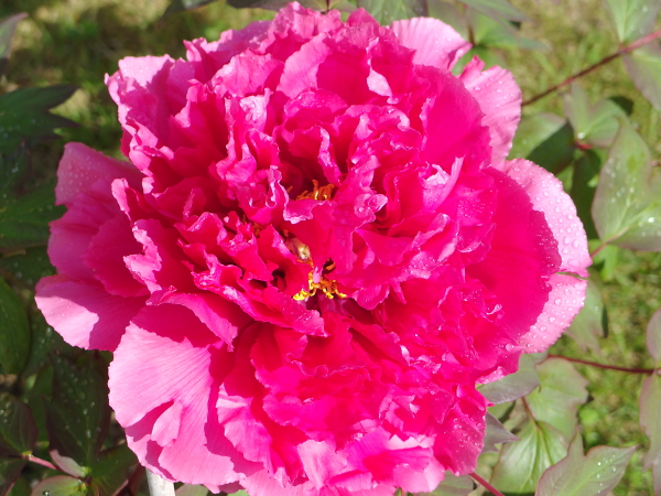 In the pink (1)