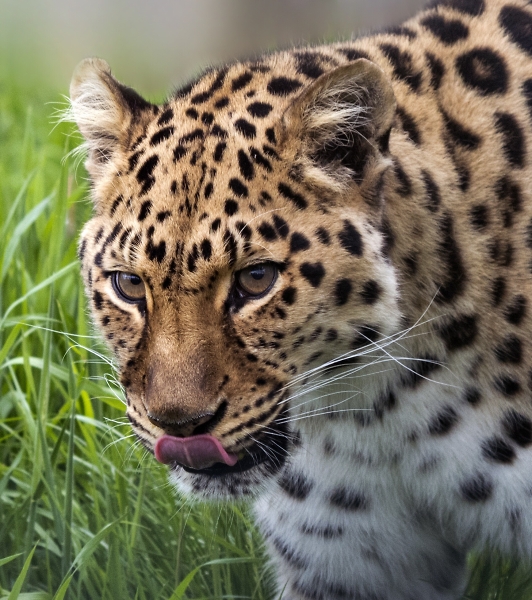Leopards are great too!!