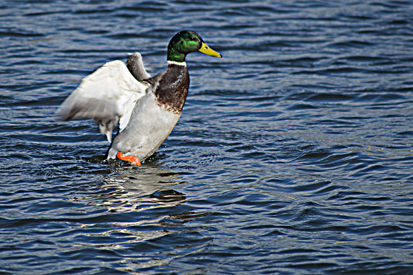 like a duck out of water