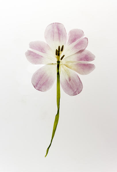 Microwave-Dried Tulip Reconfigured