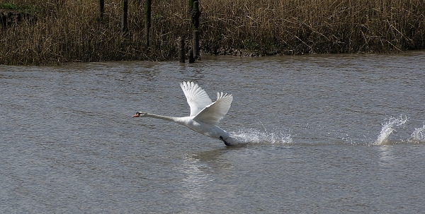 Mute Swan about to take off