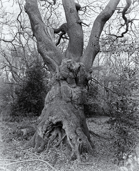 Old Man of Hampstead Heath