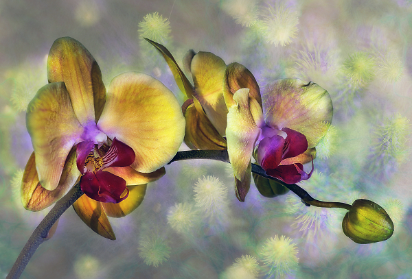 Orchid with Texture