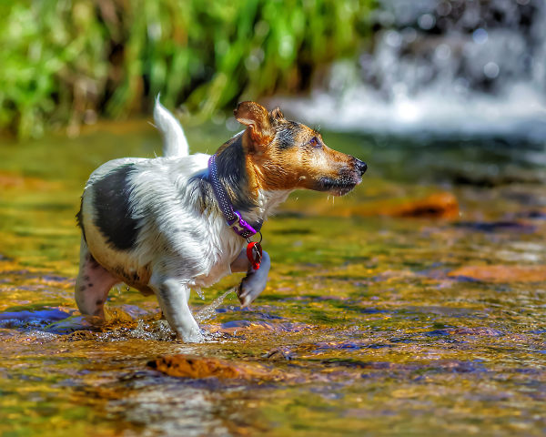 Paddling 