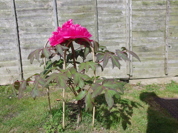 Peony Tree (2)