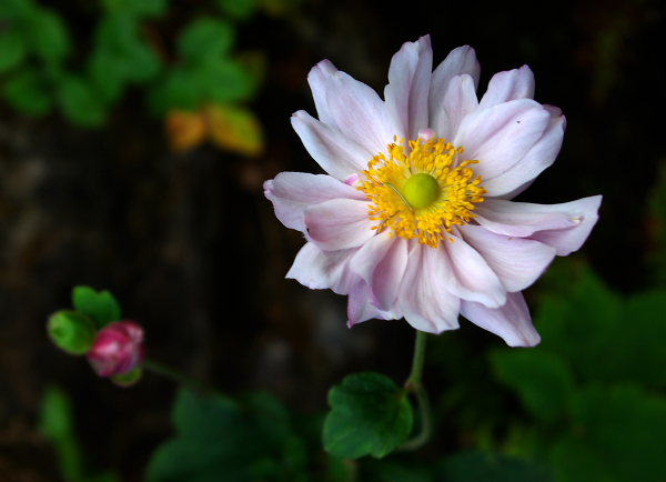 Pink Flower
