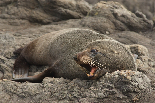 sealion
