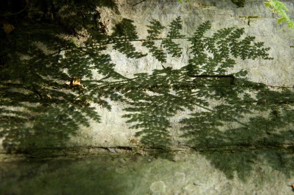 shadow pattern