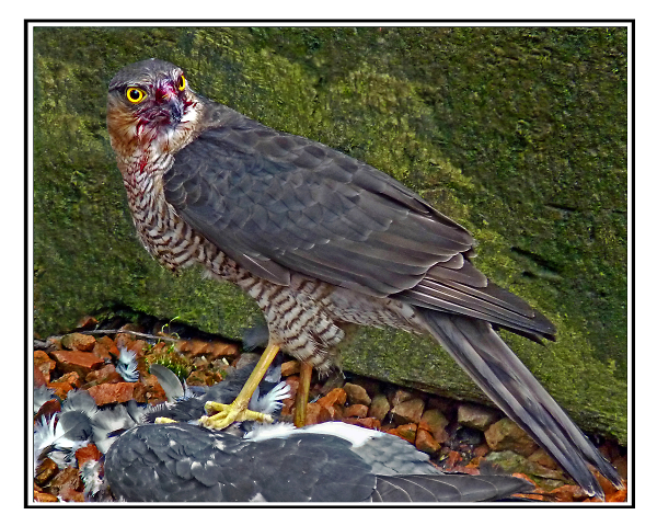 Sparrow Hawk.