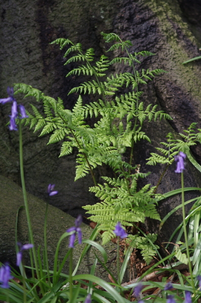 Spring Fern