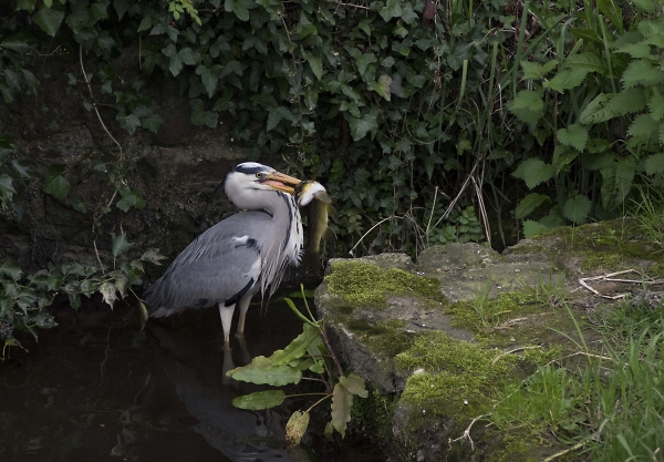 The Fisher King