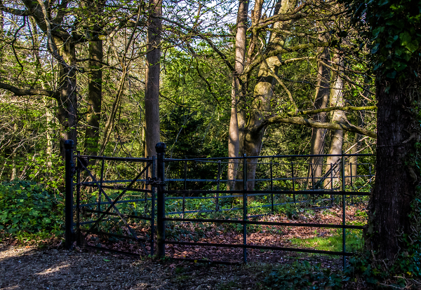 The gate in the woods