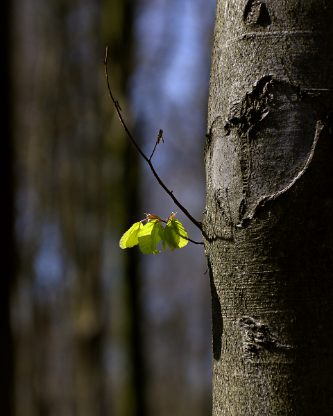 Tree & Leaf