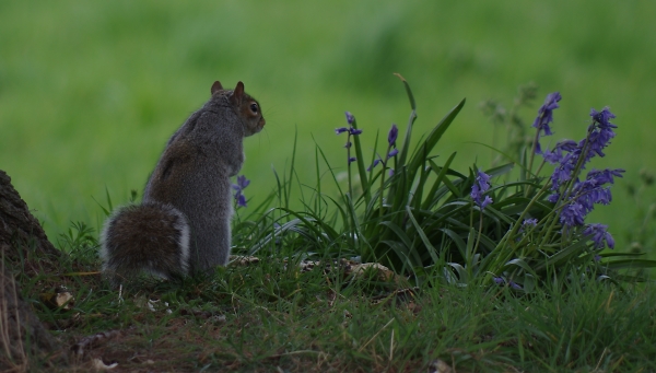 tree rat