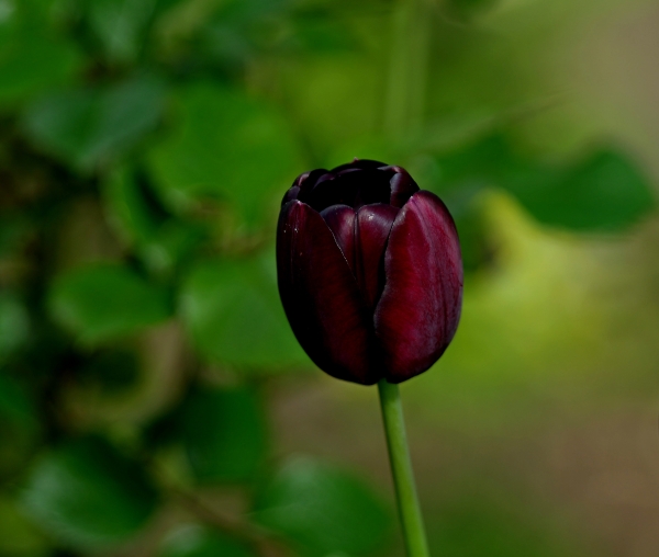 tulip