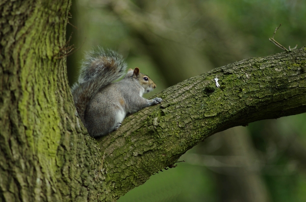 up the tree no 2