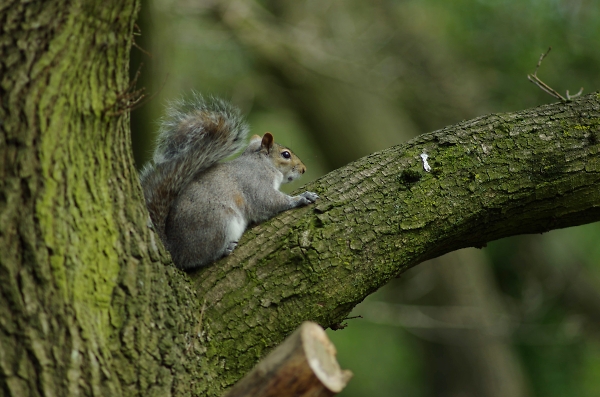 up the tree