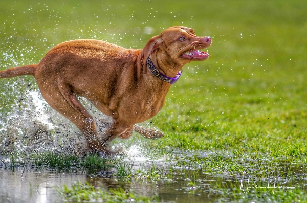 Va va zoom
