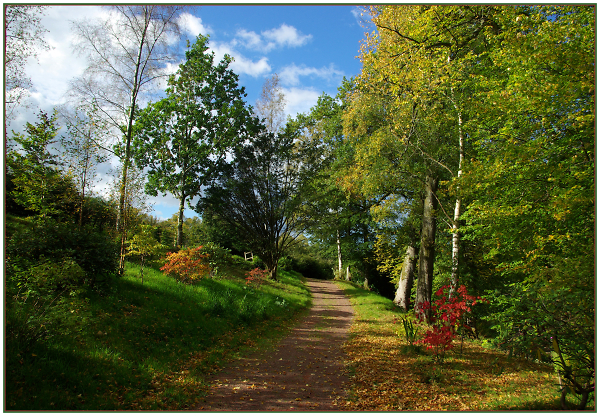 Walk  in the woods