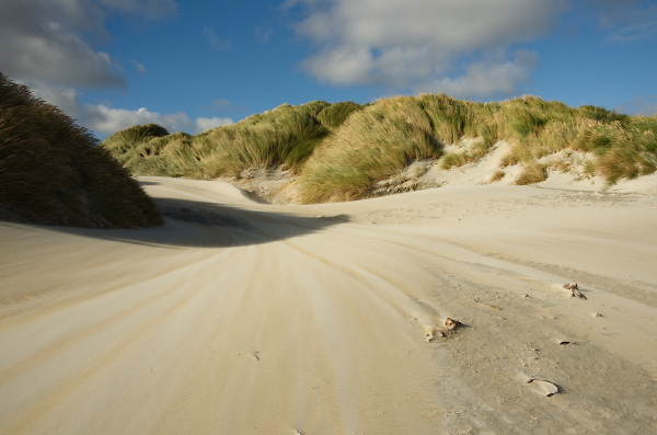 windblown