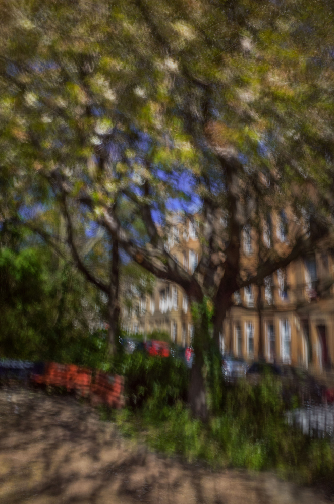 Cherry Blossom & Edinburgh Tenements