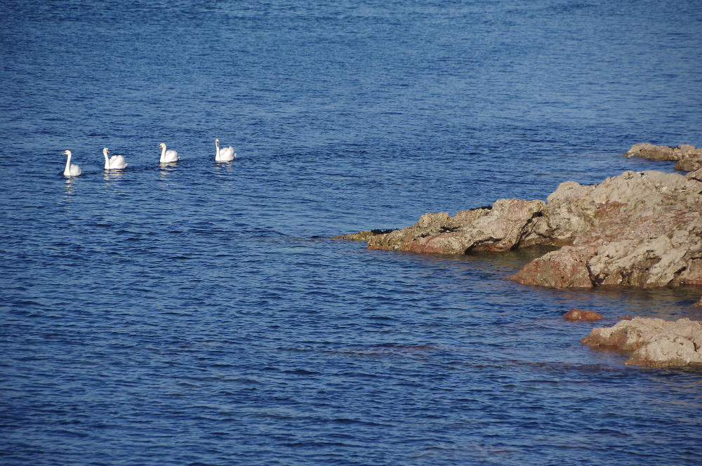 Graceful by gwb67 - Pentax User