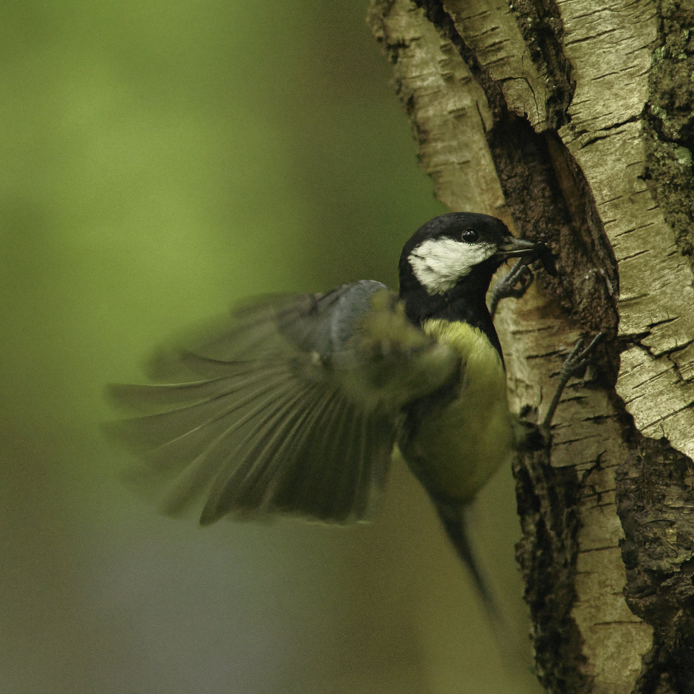 Great tit