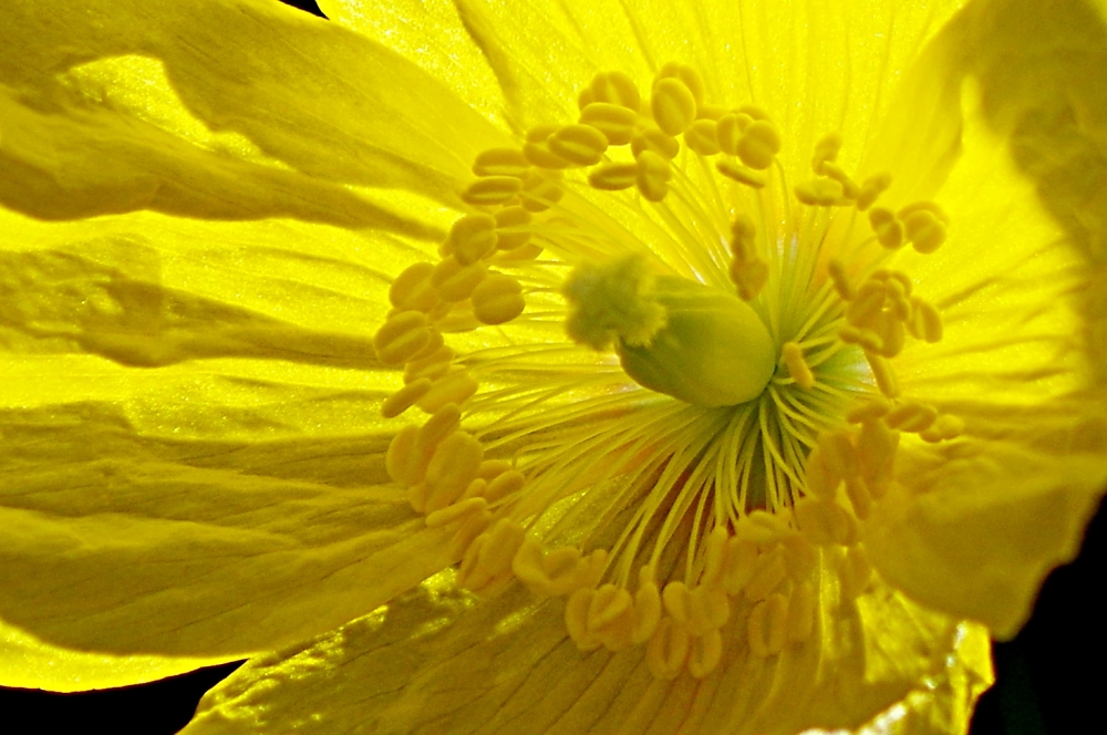 Yellow study