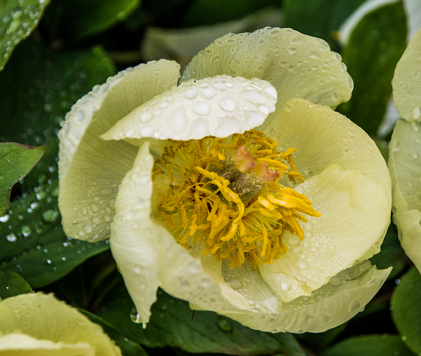 After the rain