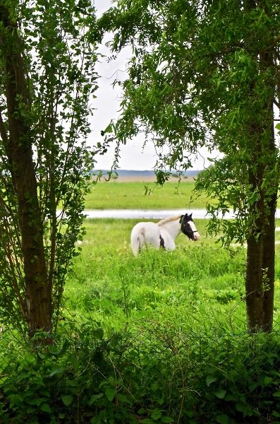 An animal