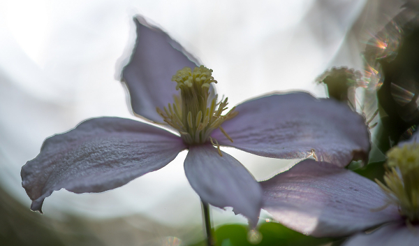 Backlit Clematis