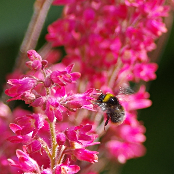 Bumbling about